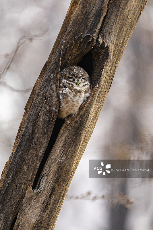 斑点小鸮在巢穴中睡觉图片素材