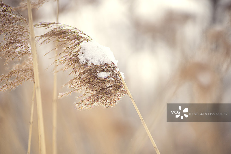 雪花覆盖下的草花，阳光下的日本北海道二世古图片素材