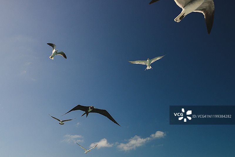 海鸥图片素材