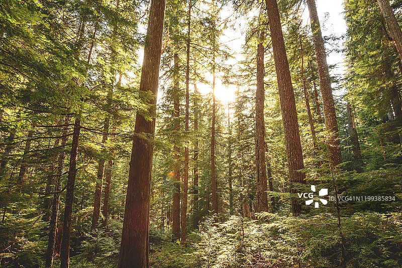 惠斯勒森林徒步旅行图片素材