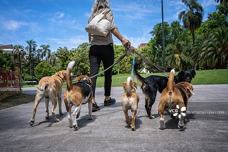 时髦的中年男子在宠物店照看一群狗图片素材