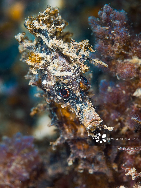 短吻海马图片素材