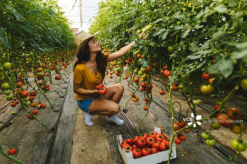 年轻女子在温室里采摘西红柿图片素材