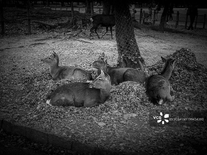 依偎取暖的鹿图片素材