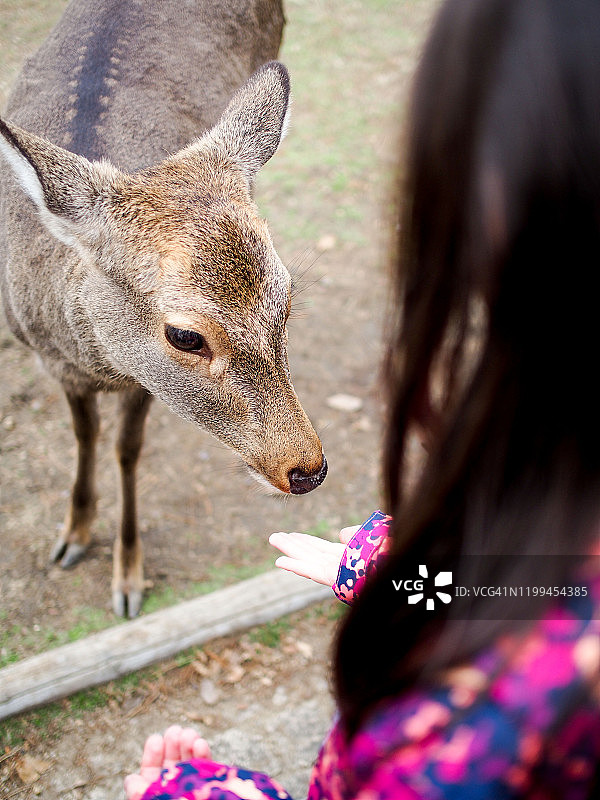 女孩喂鹿图片素材