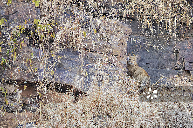 印度丛林猫图片素材