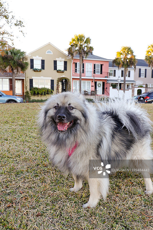 查尔斯顿的凯斯犬图片素材