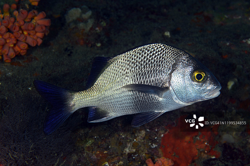 黑色石鲈图片素材