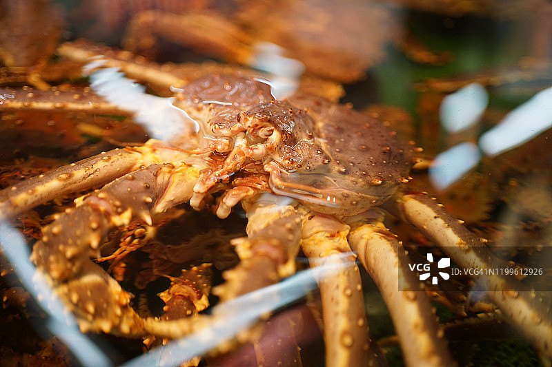 北海道鱼市出售的日本帝王蟹特写图片素材