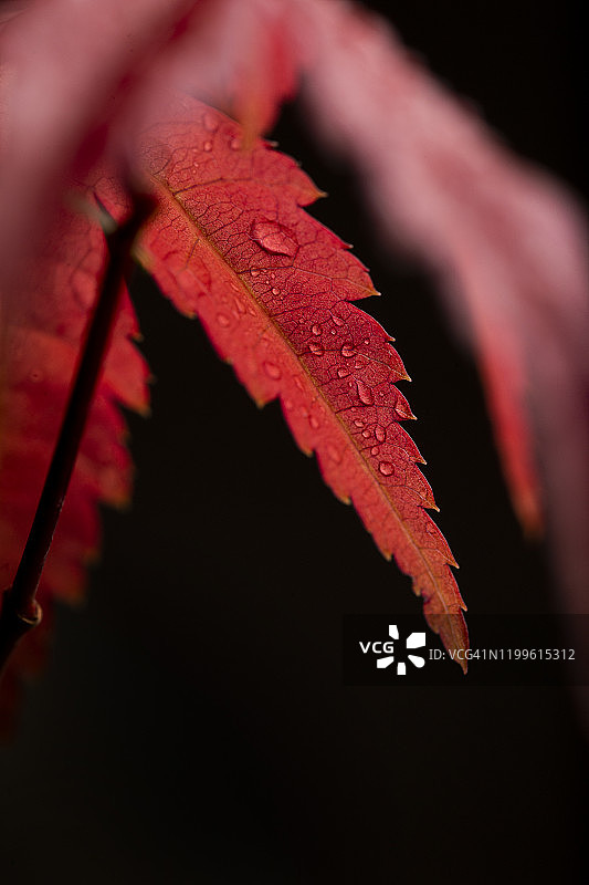 红叶日本枫（Acer Deshojo）的微距摄影，深色背景图片素材
