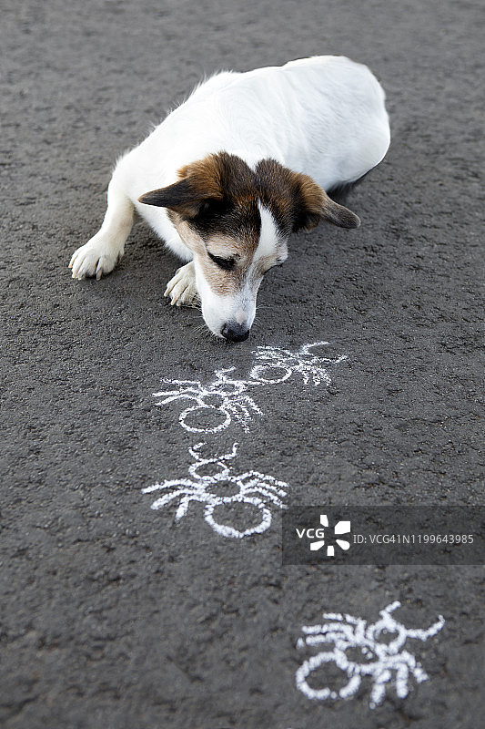躺在沥青路上，看着蚂蚁轨迹的杂种狗图片素材