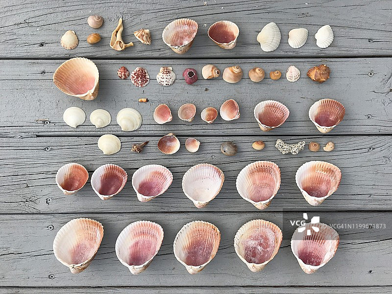 排列整齐的粉红色海贝图片素材