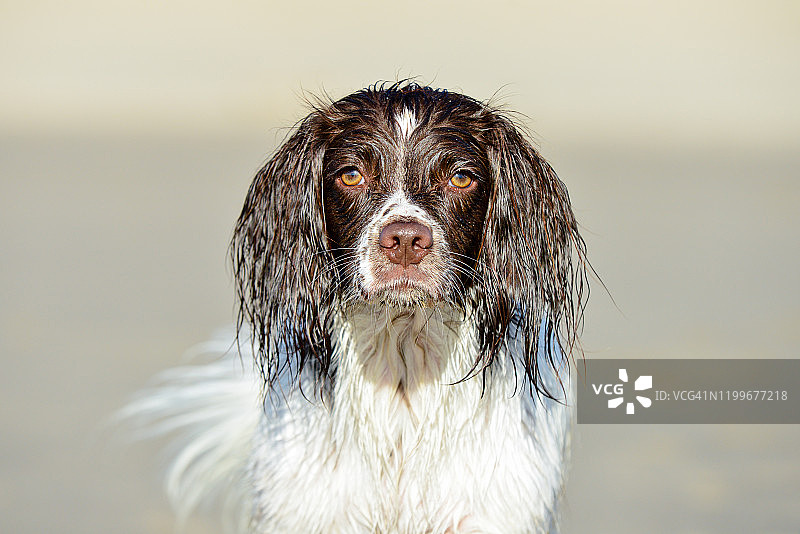 海滩上漂亮的英国激飞猎犬幼犬图片素材