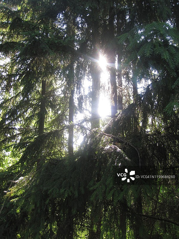 松树林图片素材