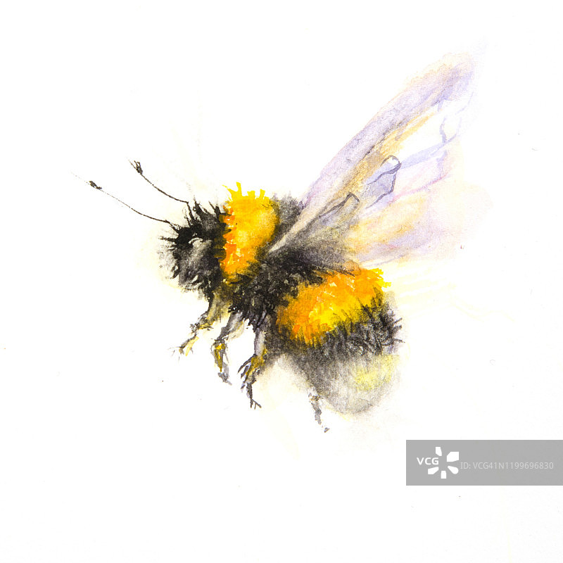 白色背景上的熊蜂水彩画图片素材