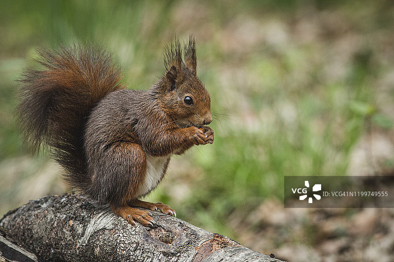 红松鼠图片素材
