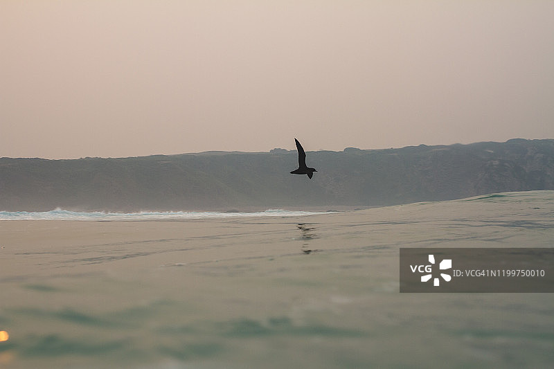 烟雾中的短尾海鸥图片素材