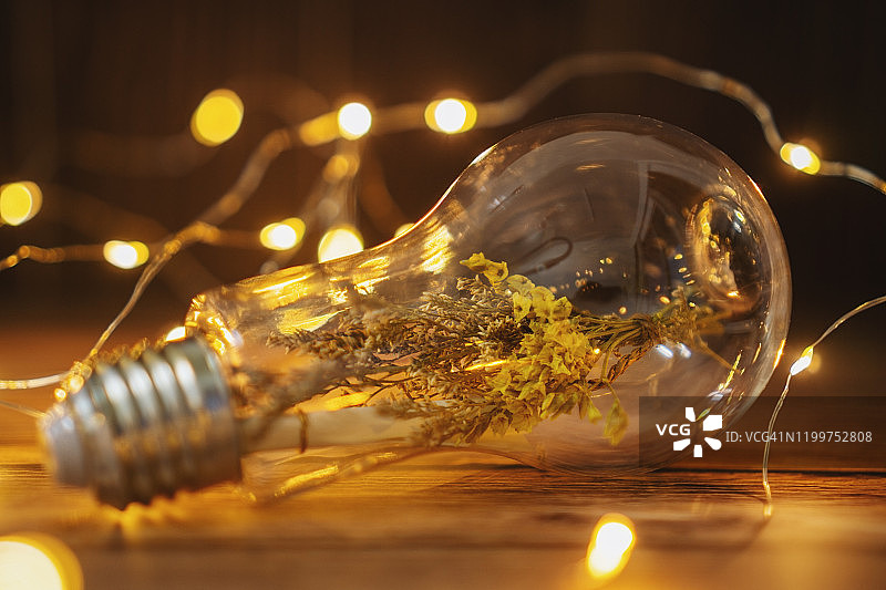 带干燥植物的灯泡特写图片素材