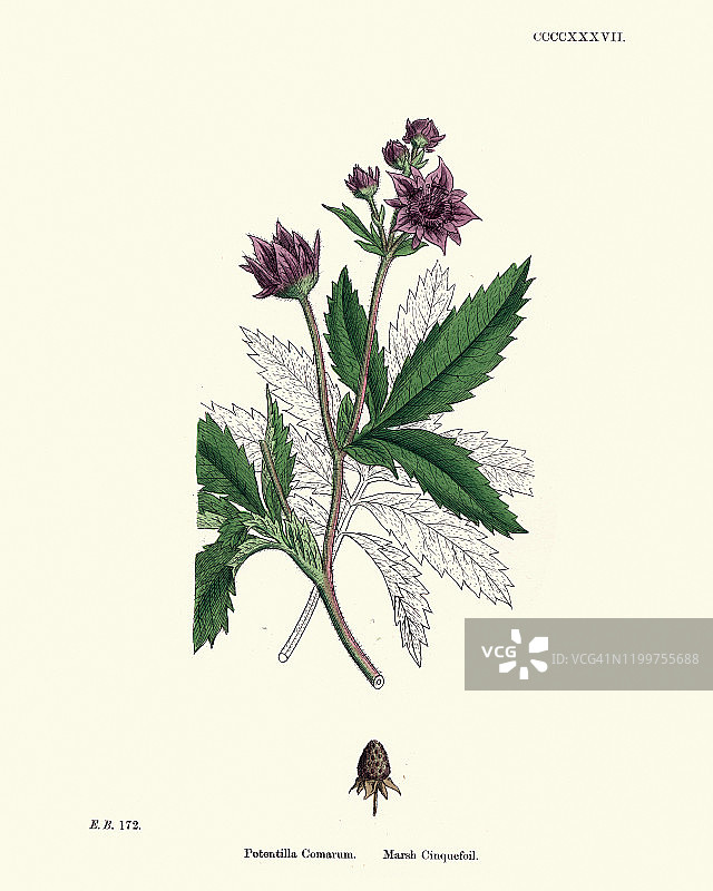 自然史：植物学，花卉印花，沼泽委陵菜图片素材
