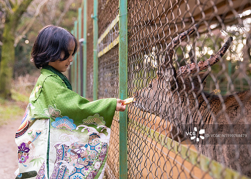 穿和服的男孩喂鹿吃苹果图片素材
