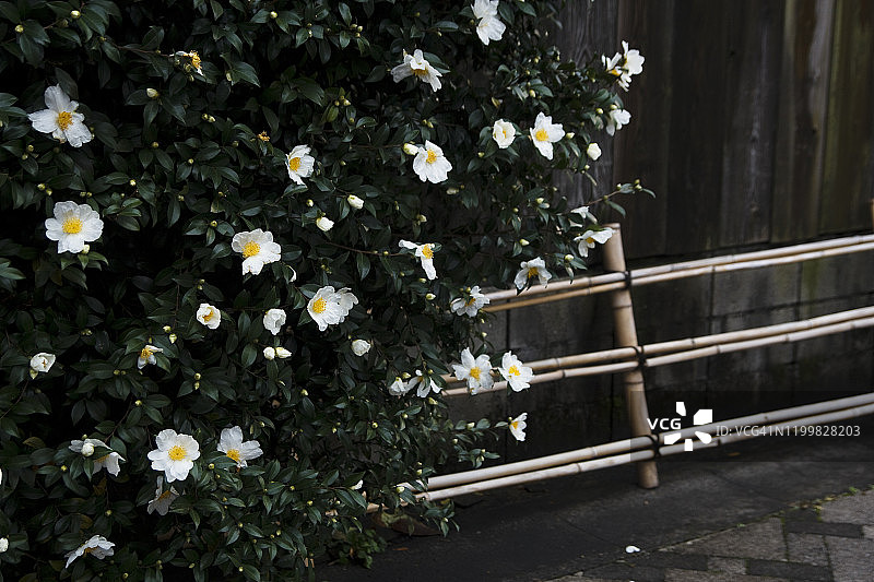 白色山茶花图片素材