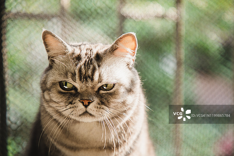 表情不满的美国短毛条纹猫图片素材
