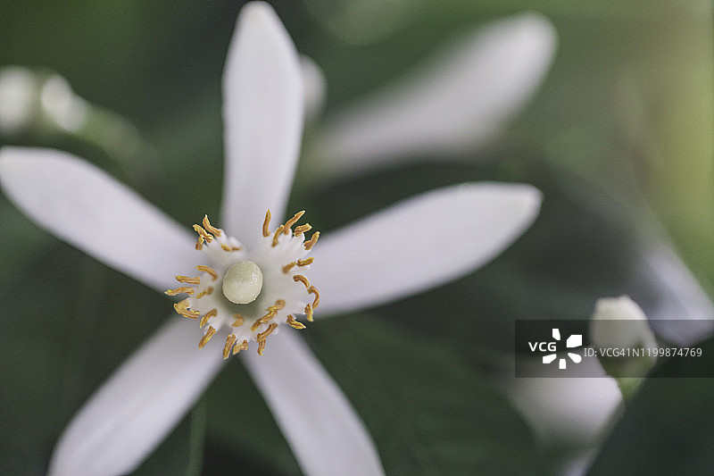 柑橘花朵特写图片素材