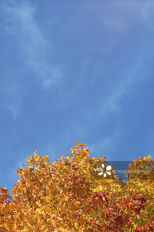 蓝天下的橙色秋叶。糖枫，印度夏季图片素材