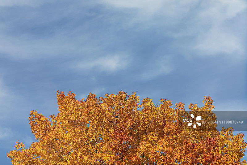 蓝天下的橙色秋叶：糖枫，秋老虎图片素材