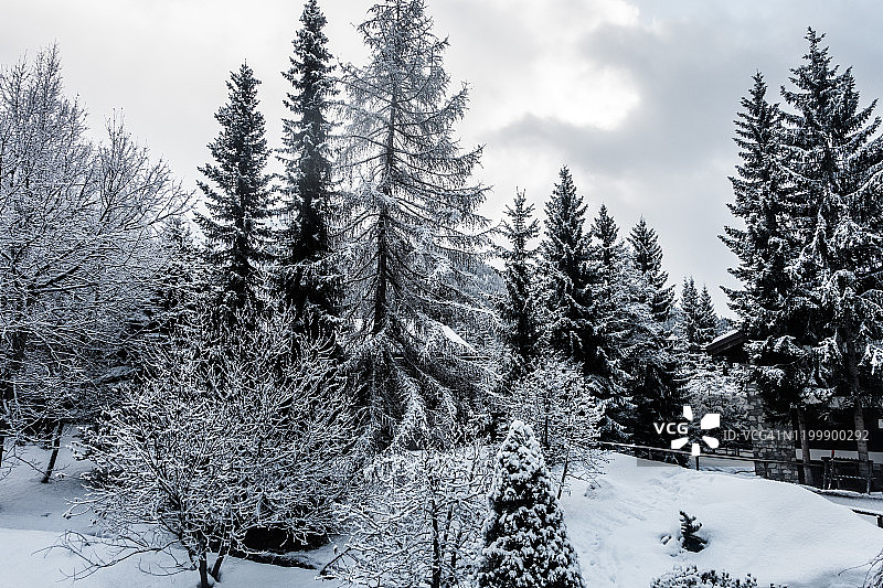 瑞士韦尔比耶的冬季雪树图片素材