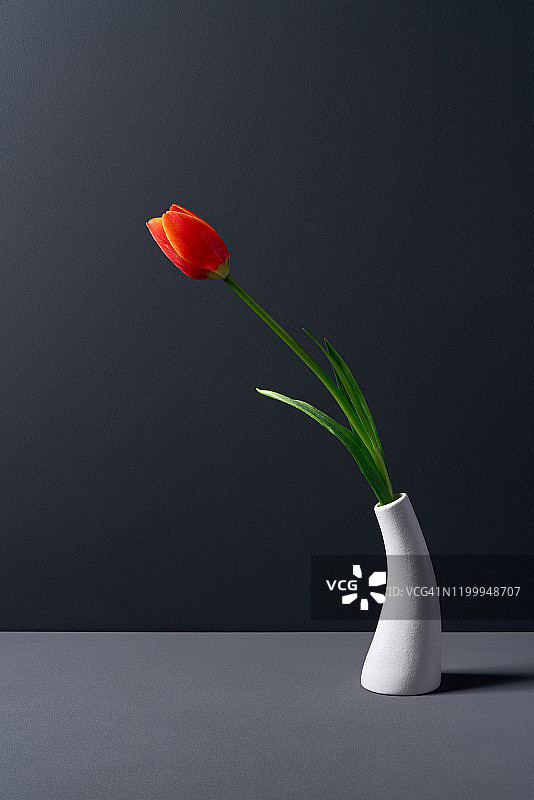 白色曲线花瓶中弯曲的红色郁金香图片素材