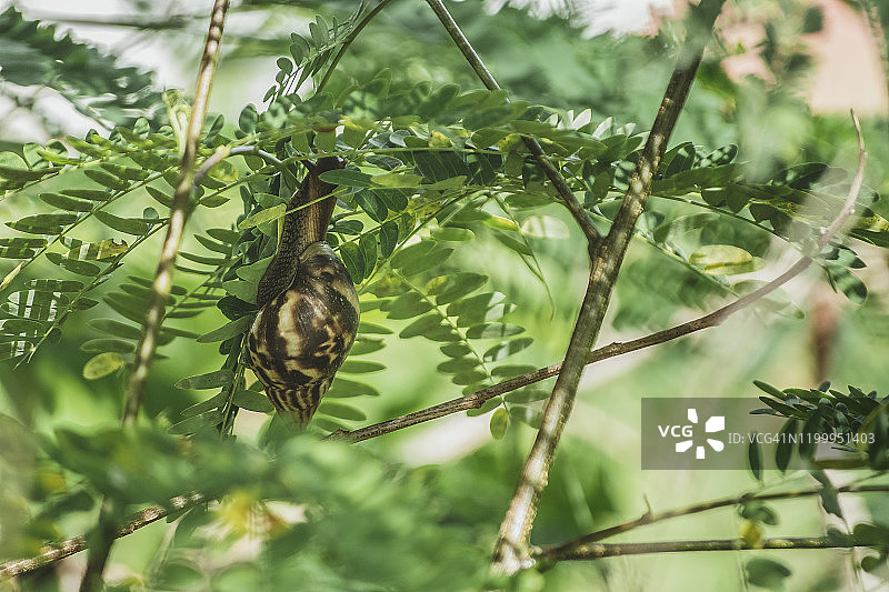 非洲蜗牛图片素材