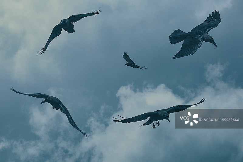 在天空中飞翔的鸟儿图片素材