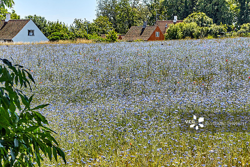 矢车菊花在丹麦博恩霍尔姆岛斯瓦内克附近的田野里绽放图片素材