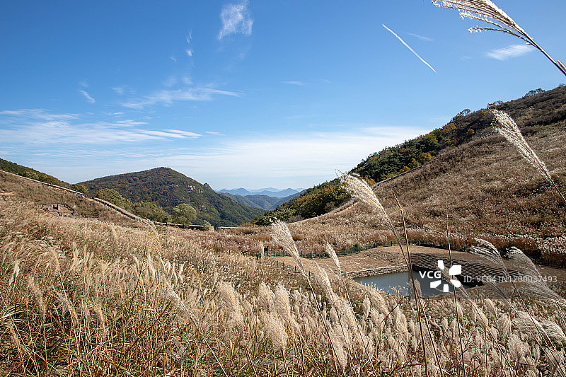 韩国昌宁华旺山芒草地图片素材