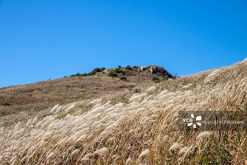 韩国昌宁华旺山芒草地图片素材