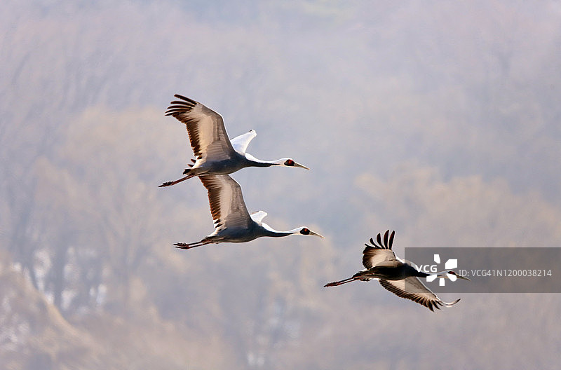 飞翔的白枕鹤图片素材