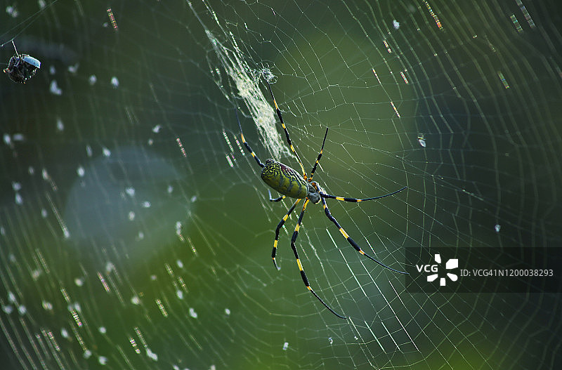 韩国槐山郡的蛛网上的蜘蛛图片素材