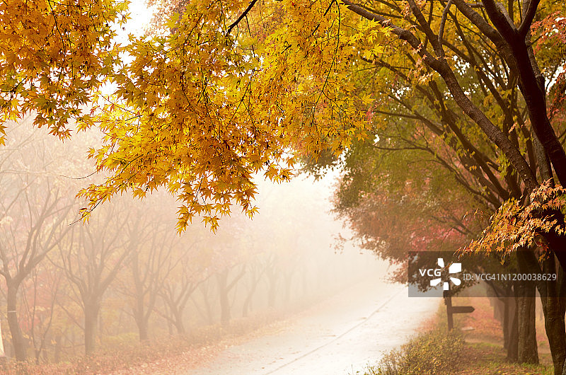 韩国天安市的枫树美景图片素材