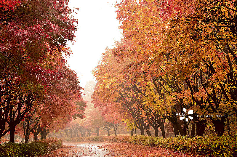 韩国天安市的枫树美景图片素材