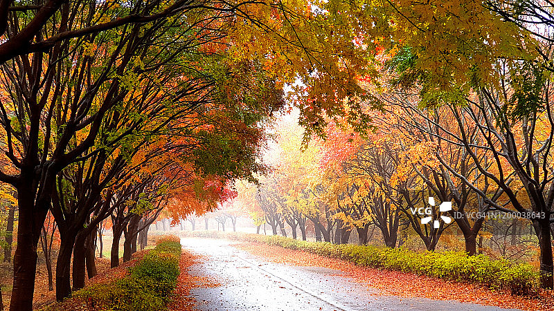 韩国天安市的枫树美景图片素材