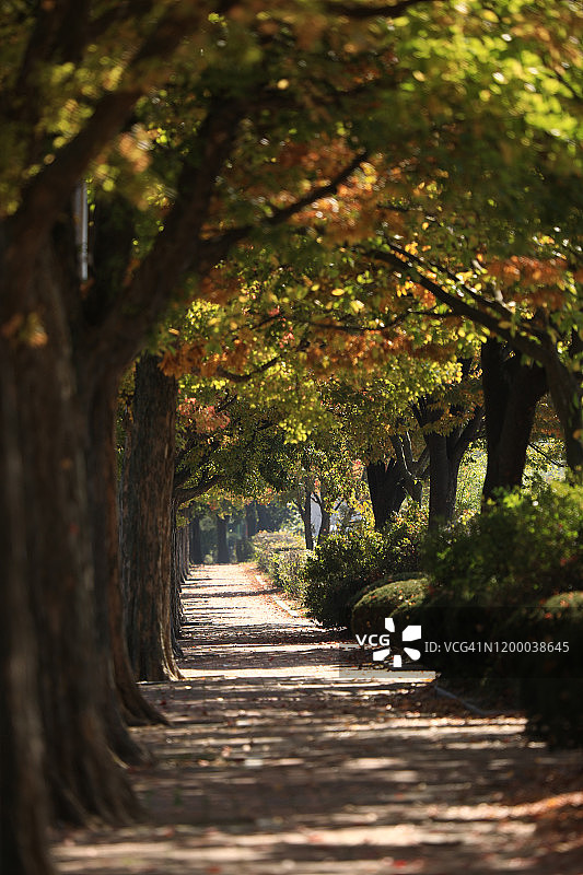 韩国忠州湖边的树木和道路图片素材
