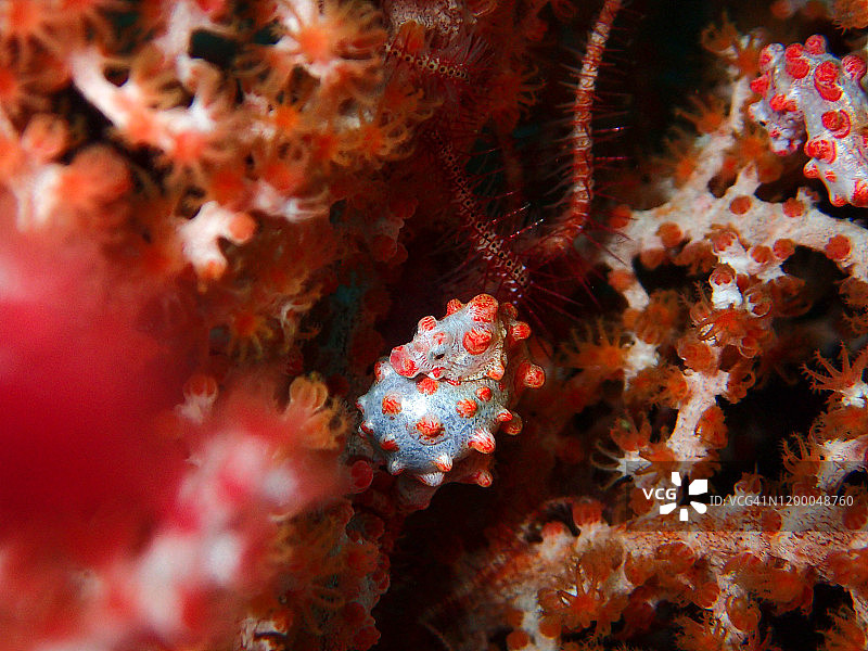豆丁海马，印度尼西亚图片素材