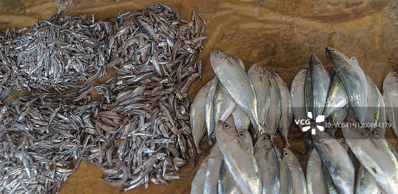 桑给巴尔石头城老室内鱼市上的鲜鱼展销图片素材