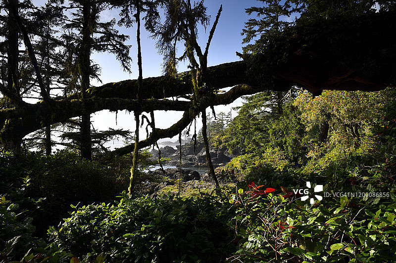 不列颠哥伦比亚省植物学湾的植物海滩环线步道图片素材