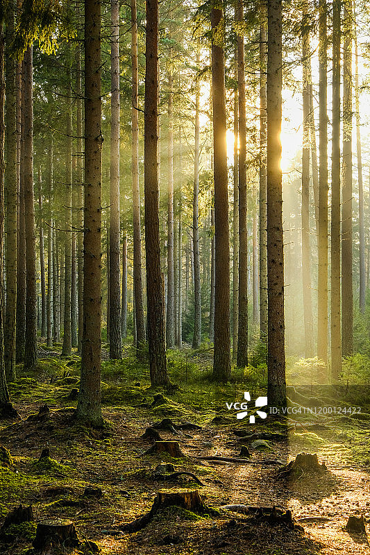 冬季薄雾中，沐浴在傍晚光线下的针叶林图片素材