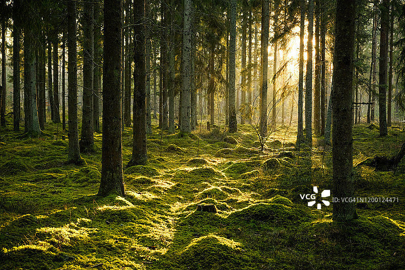 冬季薄雾中，沐浴在傍晚光线下的针叶林图片素材