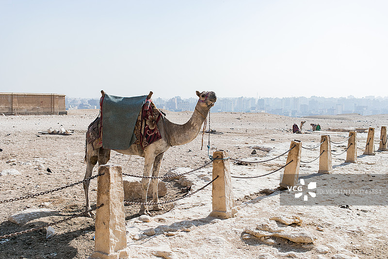 开罗吉萨金字塔附近的骆驼图片素材