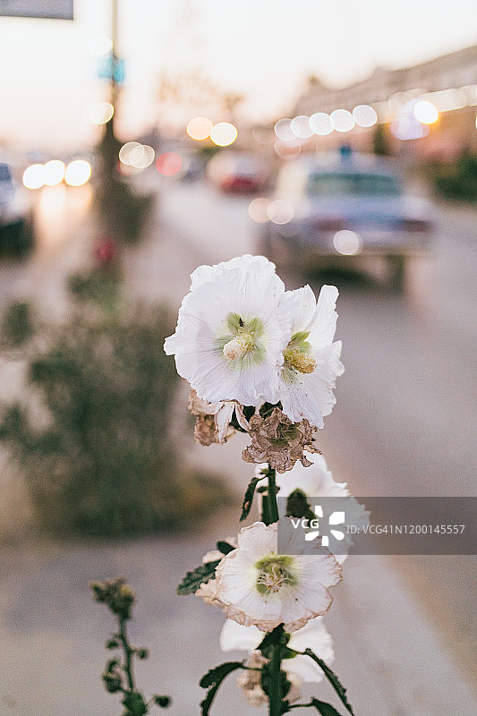 两条道路之间生长的野花图片素材