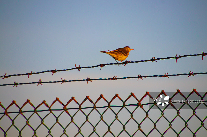 带刺铁丝网上的小鸟图片素材